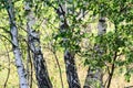 Trees in birch theme early sunny morning Royalty Free Stock Photo