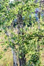 Trees in birch theme early sunny morning Royalty Free Stock Photo