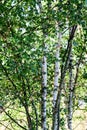 Trees in birch theme early sunny morning Royalty Free Stock Photo