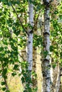 Trees in birch theme early sunny morning Royalty Free Stock Photo