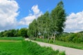 Trees (birches) near narrow road leading to village