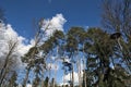 Trees, birds and sky Royalty Free Stock Photo