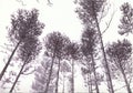 Trees in Biro Royalty Free Stock Photo