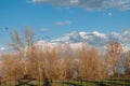 Fall trees and birds landscape