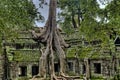 trees that blend with old buildings that are unique and historic Royalty Free Stock Photo