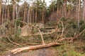 Trees block the forest road after the storm