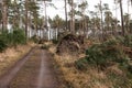 Trees block the forest road after the storm