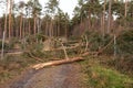 Trees block the forest road after the storm