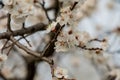 Trees bloom in spring. Spring again. The trees are blooming. Background