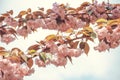 trees bloom in spring. Cherry blossom Royalty Free Stock Photo