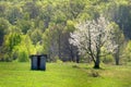 Spring flowering trees