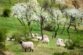 Trees bloom in spring and sheep graze