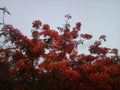 Trees blooming with red flowers