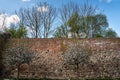 trees blooming in spring against the background of a medieval wall in Prenzlau Royalty Free Stock Photo