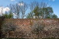 trees blooming in spring against the background of a medieval wall in Prenzlau