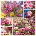 Trees blooming in spring, collage of pink flowers Royalty Free Stock Photo