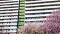 Trees blooming with white and pink flowers on the time of spring. High apartment building with rows of balconys in the background Royalty Free Stock Photo