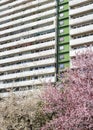 Trees blooming with white and pink flowers on the time of spring. High apartment building with rows of balconys in the background