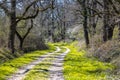 Trees and blossoming bushes along forest track in March Royalty Free Stock Photo