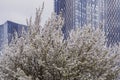 Trees blossoming in spring