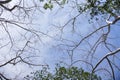 trees with blue sky Royalty Free Stock Photo