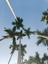 Trees and blue sky Areca palm tree Royalty Free Stock Photo