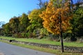 Trees with blue sky background at road side Royalty Free Stock Photo