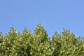 Trees and the blue sky