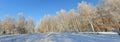 Trees and blue sky landscape , remarkable winter landscape in the forest