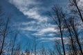 Trees and the blue sky in the middle of the forest