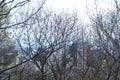 Trees and blue sky