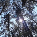 Trees with the blue sky and sun