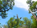 Trees on blue & white sky Royalty Free Stock Photo