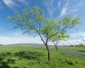 Trees in Bluebonnet Field, Texas, USA Royalty Free Stock Photo