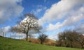 Trees and Blustery Sky Royalty Free Stock Photo