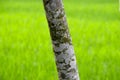 Trees Body Parts with Green Background Photograph