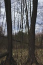 Trees on a bog