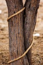 Trees bonded by a rope Royalty Free Stock Photo