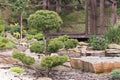 Trees of bonsai, pines in a Japanese stone garden