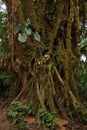 Trees in Bosque Nuboso National Park near Santa Elena in Costa Rica Royalty Free Stock Photo