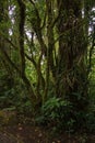 Trees in Bosque Nuboso National Park near Santa Elena in Costa Rica Royalty Free Stock Photo