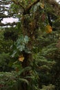 Trees in Bosque Nuboso National Park near Santa Elena in Costa Rica Royalty Free Stock Photo