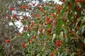 Trees Bougainvillea Flowers Red Sky Green Leaves Natural Background