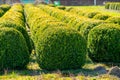 Trees and Box Topiary Balls plants growing on plantation on tree nursery farm in North Brabant, Netherlands Royalty Free Stock Photo