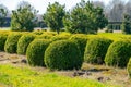 Trees and Box Topiary Balls plants growing on plantation on tree nursery farm in North Brabant, Netherlands Royalty Free Stock Photo