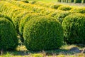 Trees and Box Topiary Balls plants growing on plantation on tree nursery farm in North Brabant, Netherlands Royalty Free Stock Photo