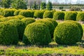 Trees and Box Topiary Balls plants growing on plantation on tree nursery farm in North Brabant, Netherlands Royalty Free Stock Photo