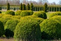 Trees and Box Topiary Balls plants growing on plantation on tree nursery farm in North Brabant, Netherlands Royalty Free Stock Photo