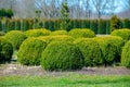 Trees and Box Topiary Balls plants growing on plantation on tree nursery farm in North Brabant, Netherlands Royalty Free Stock Photo