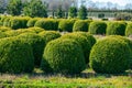 Trees and Box Topiary Balls plants growing on plantation on tree nursery farm in North Brabant, Netherlands Royalty Free Stock Photo